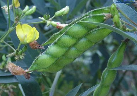 神奇的木豆叶 股骨头治疗的重要角色