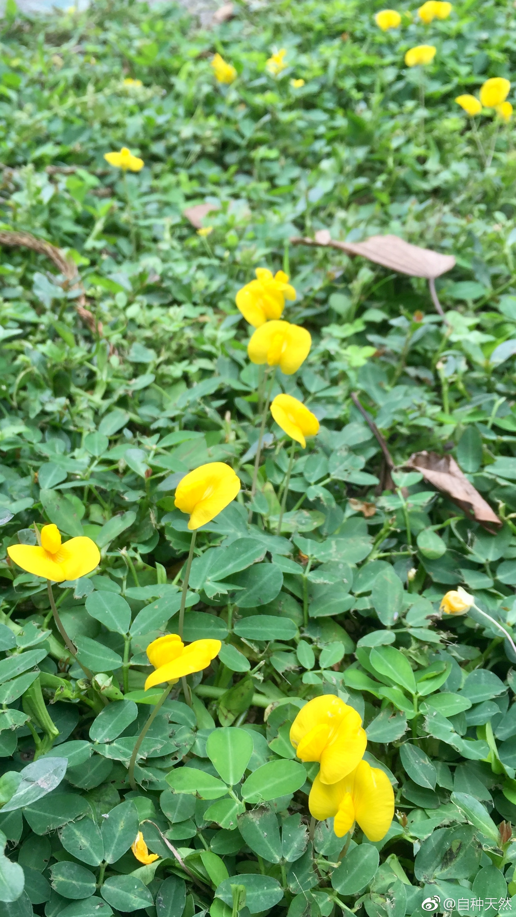 前几年草坪上自己冒出来几棵蔓花生 今年竟然开花成片了