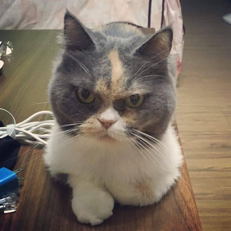 有一只天生严肃脸的猫咪,好像全世界都欠他小鱼干似的