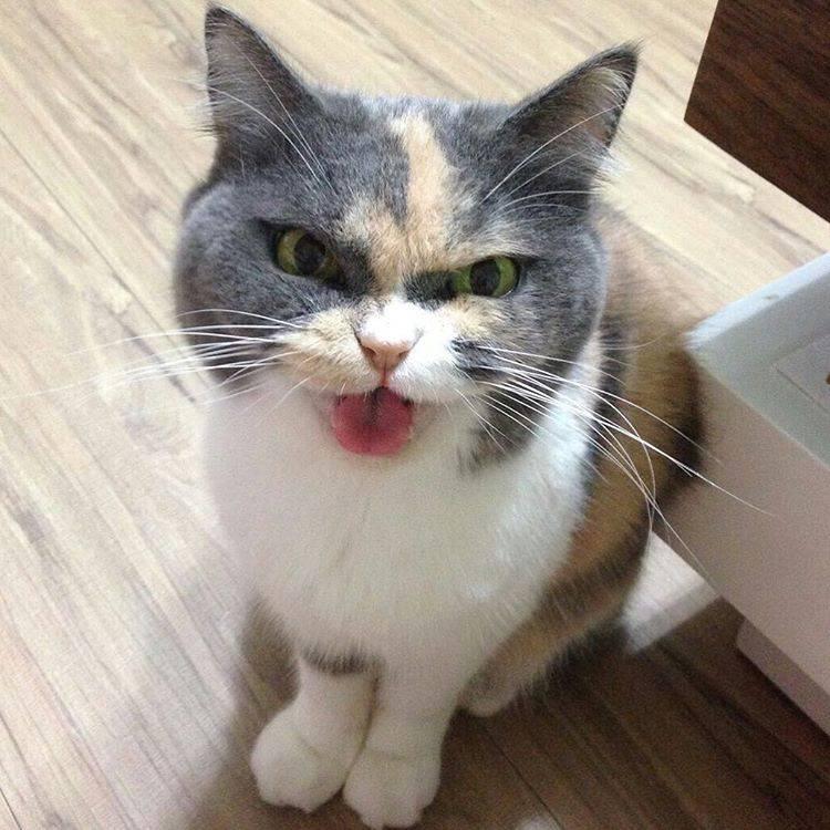 有一只天生严肃脸的猫咪,好像全世界都欠他小鱼干似的