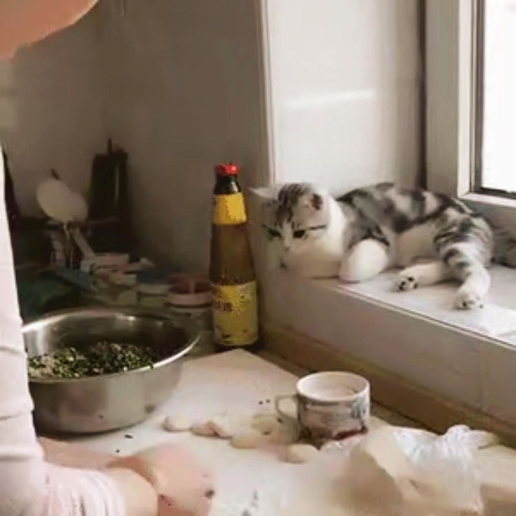 为照顾生病的主人，猫咪亲自下厨主动为主人包饺子，结局太暖心休闲区蓝鸢梦想 - Www.slyday.coM