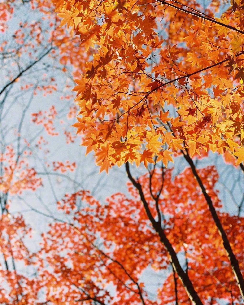 热门话题持续发酵,枫叶国际公寓很多小姐,2025年枫叶国际公寓很多小姐的现状与详细解析