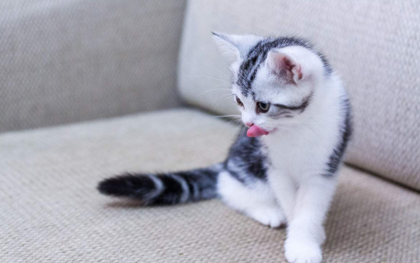 养猫小知识:如何养好一只小奶猫,铲屎官们应该知道这四件事