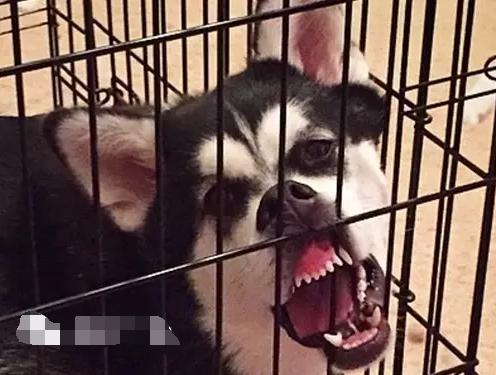 没看到这只柴犬之前我以为哈士奇表情包是最多的
