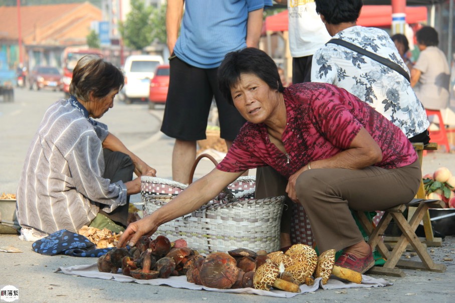 乡下的野生蘑菇都是大个头农妇一天能卖二三百