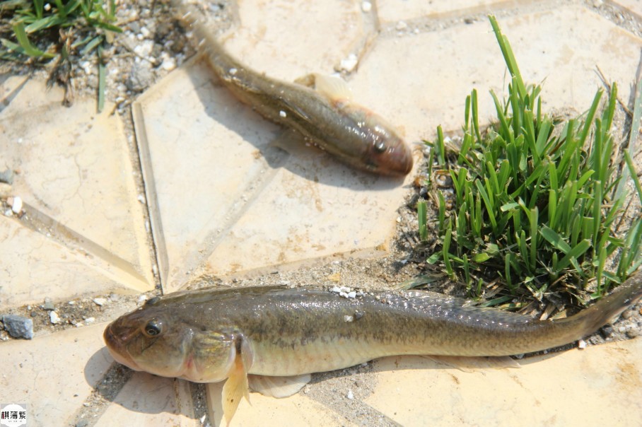 野钓海胖头鱼是赔本赚吆喝?海边人:不懂别瞎说