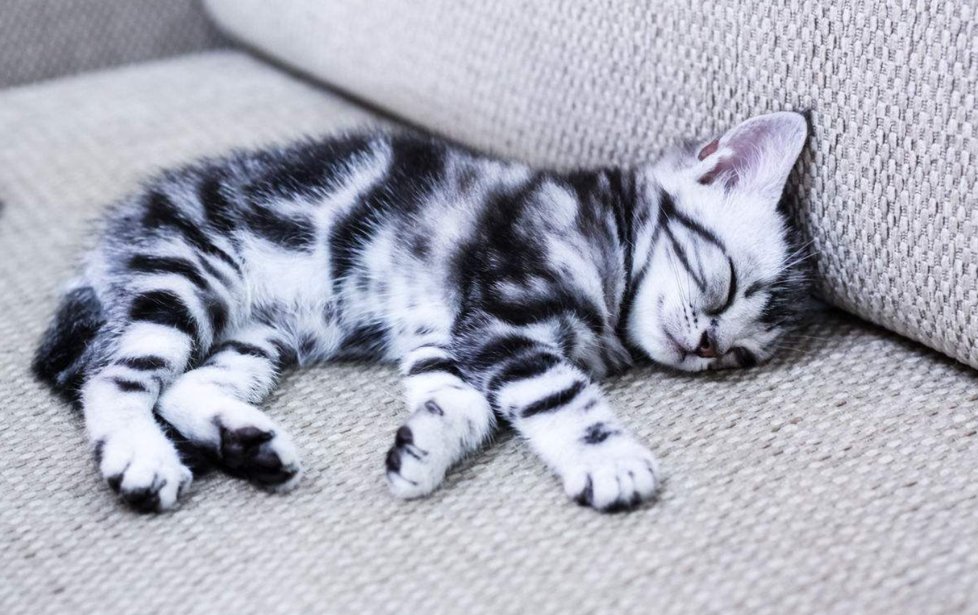 养猫小知识:如何养好一只小奶猫,铲屎官们应该知道这四件事|小奶猫|喵