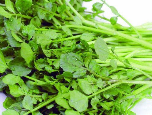 豆瓣菜是什么菜?价格多少钱一斤?如何种植?有哪些营养价值?