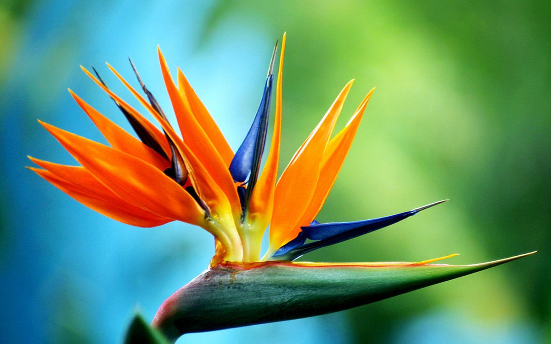 夏天养这些花整个夏天都开花超级漂亮