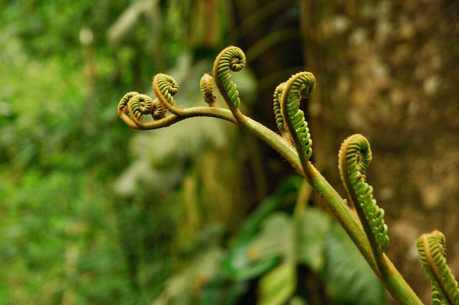 5月养生吃蕨菜,清热解毒降血压,但这4类人不宜食用