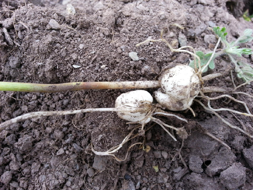 它的果实似莲子,如今在农村已经不多了,看到请珍惜,它价值珍贵