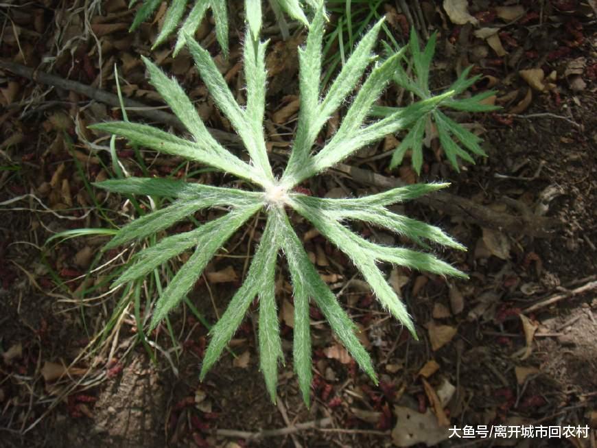 农村山里一种古怪野草, 形似一把雨伞, 老人当做治"腰痛"良方