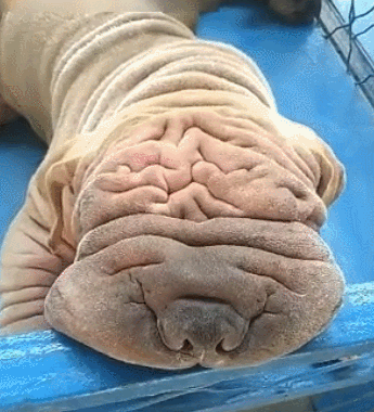 狗狗丑到连脸都不知在哪,网友:突然感觉凤姐也很漂亮!