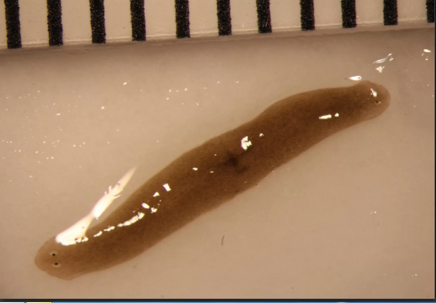 科学家惊人的发现一种蠕虫可以拥有两个脑袋