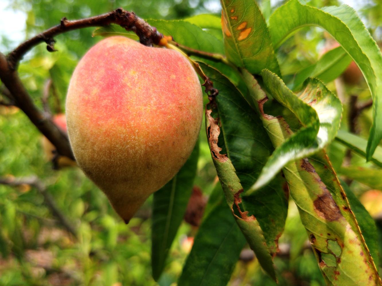 十里桃花 百亩桃园花园花果山鹰嘴蜜桃属硬肉毛桃,果实成熟时呈短圆形