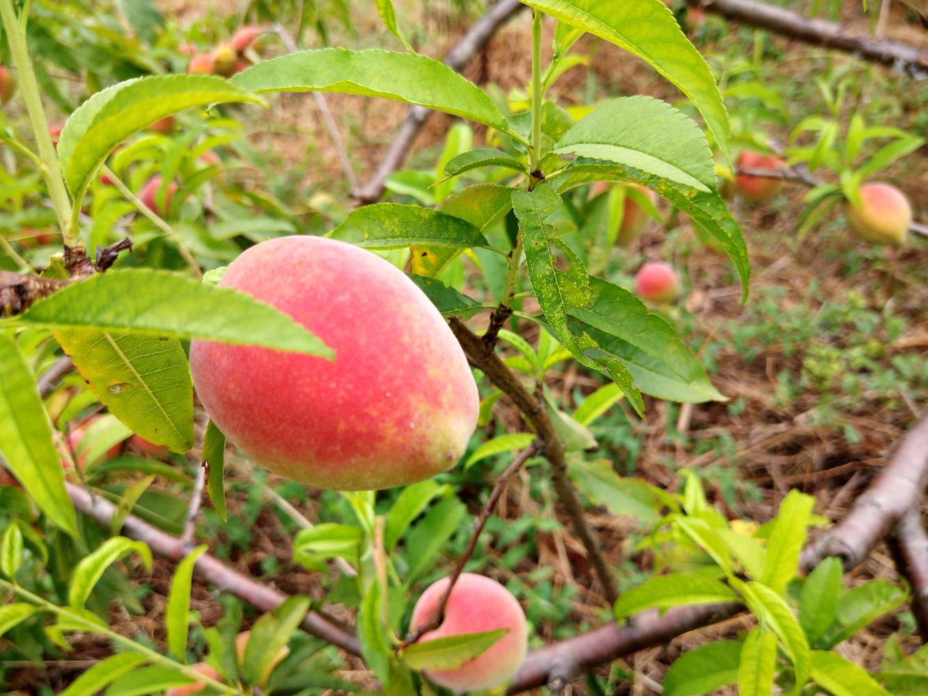 岳池县花园花果山7月28日开摘 十里桃花 百亩桃园