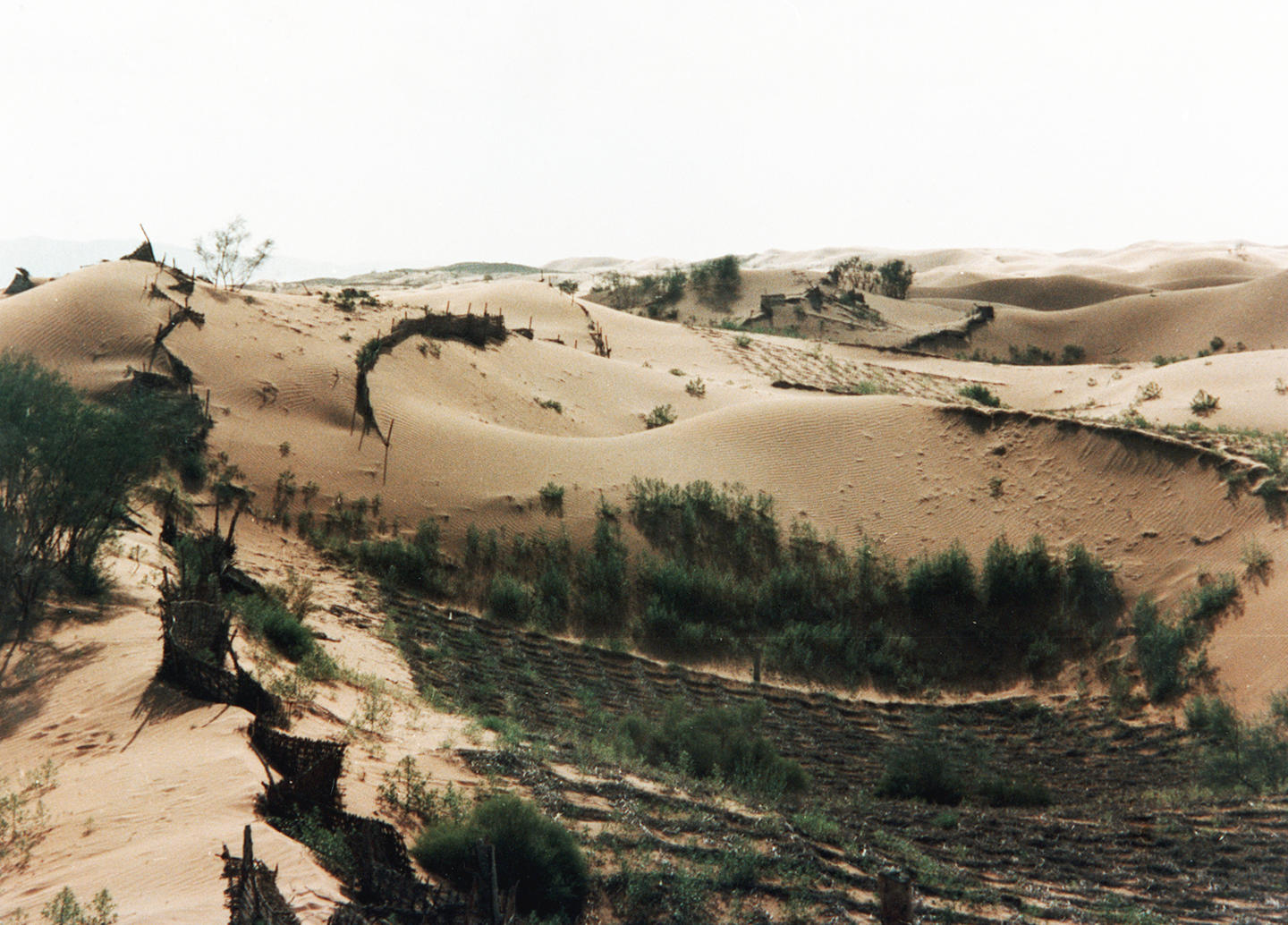 人类又一次创造奇迹,问沙漠要绿地|绿地|沙漠|毛乌素沙漠_新浪新闻
