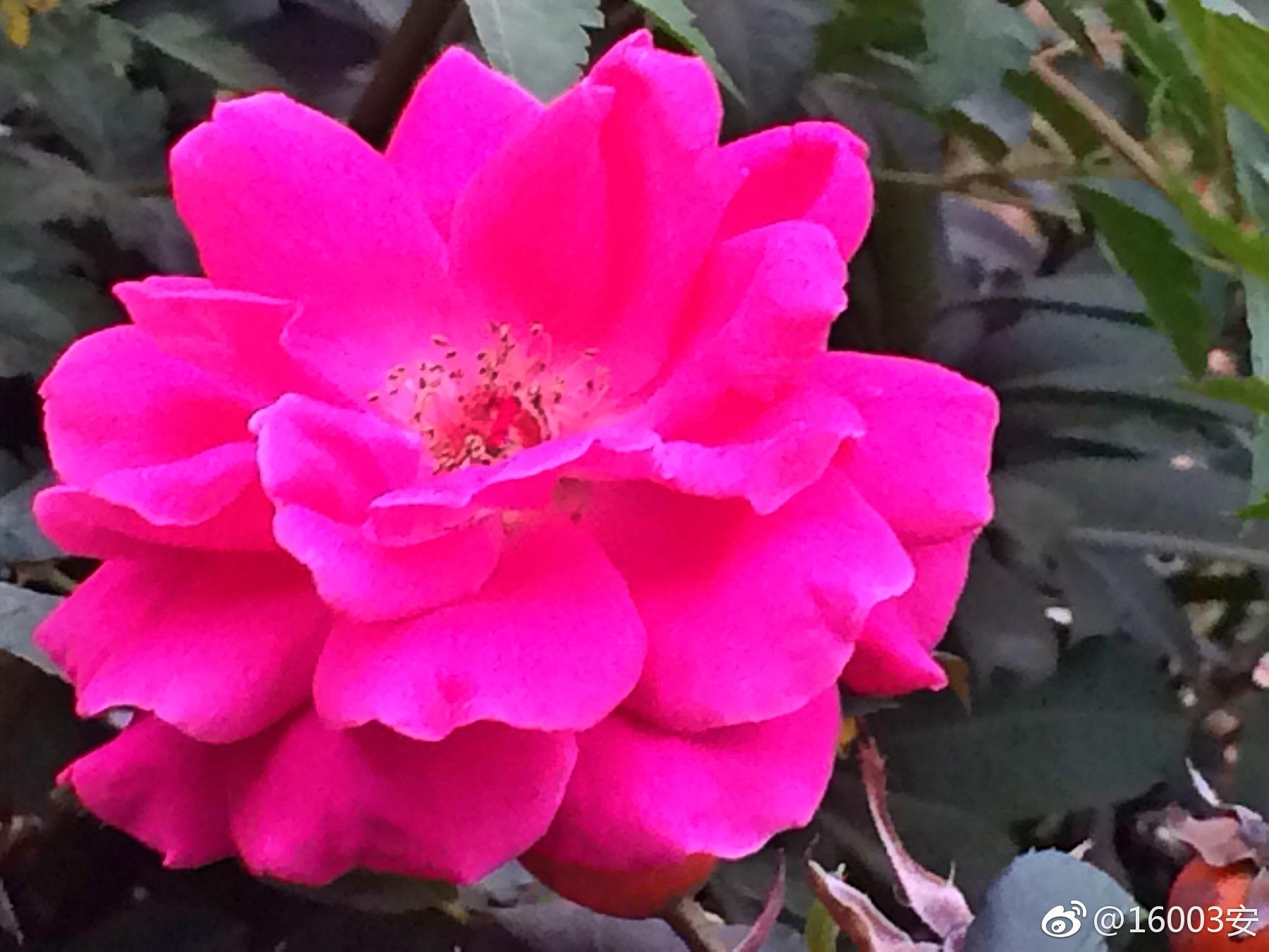 月季这花的花期,我向来是服的,真真可以年头开到年尾