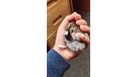 慢镜头下的仓鼠洗脸