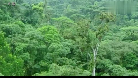 2018最炫的手机铃声,铃声响了都不想接,只听一