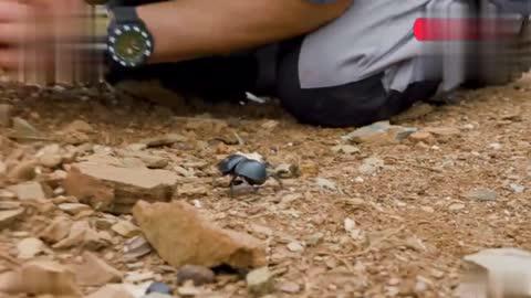 两只屎壳郎推着粪球爬坡即使一次又一次的失败