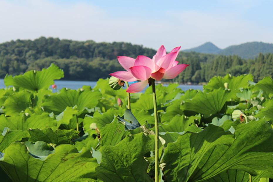 杭州夏日赏荷最佳处,当属西湖曲院风荷,带你游西湖攻略干货