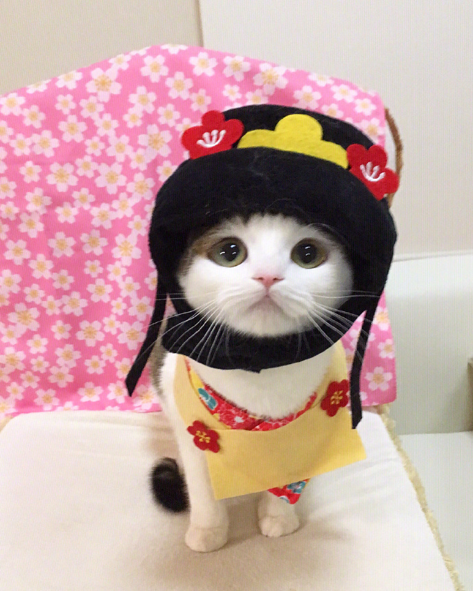 小猫咪戴上不同的帽子后萌爆了