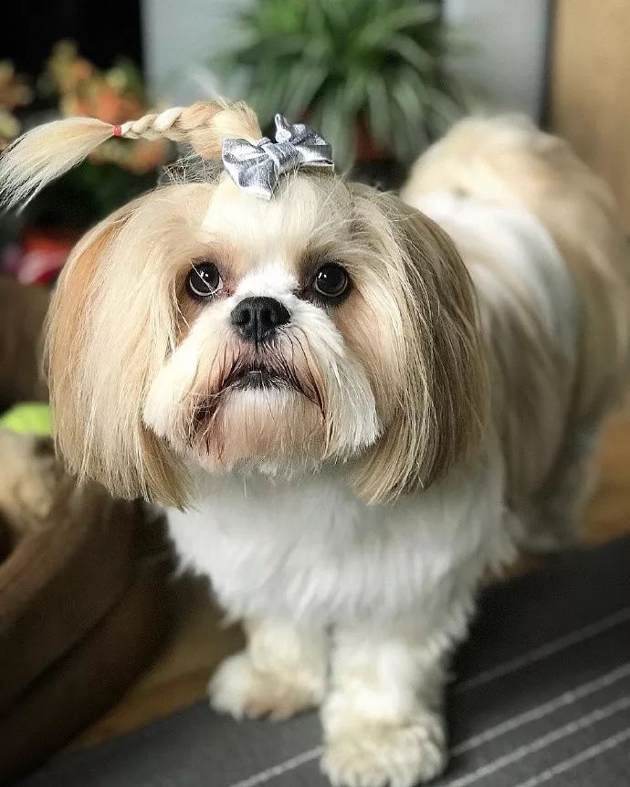 太姥姥给西施犬扎小辫子狗狗乖乖配合的样子超像外孙女