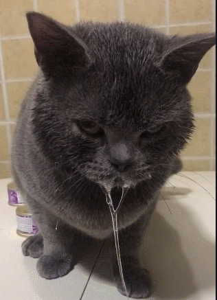 宠主看见猫咪流口水以为它饿了结果它一脸幽怨这是辣椒辣的