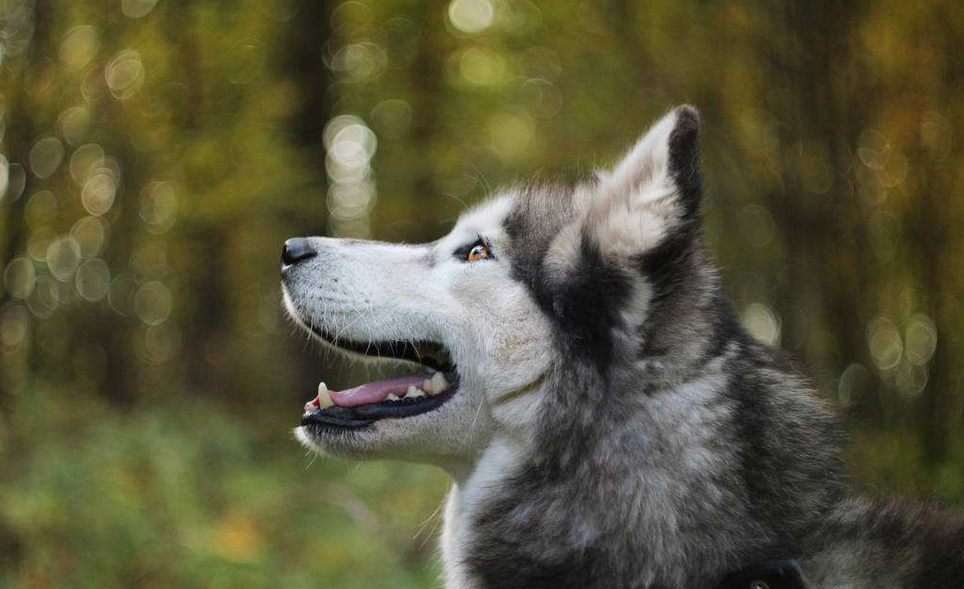 哈士奇:真正了解我的人从来不叫我"二哈"