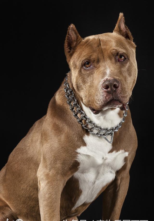 城市公寓饲养比特犬,一次菜市场的经历,让狗狗主人说出实话