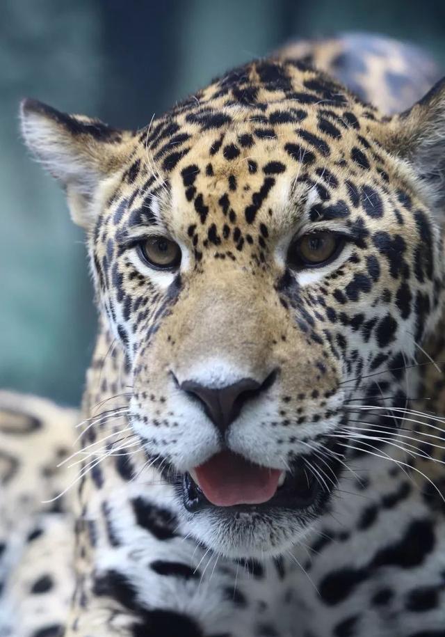 豹子虽然是大猫,但卖萌起来也真的太可爱了吧