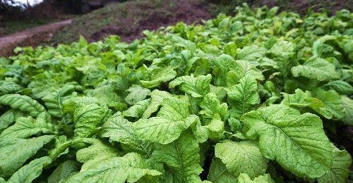 这种菜是冬季最好的补品,好比地人参,价格低廉,吃的人最多