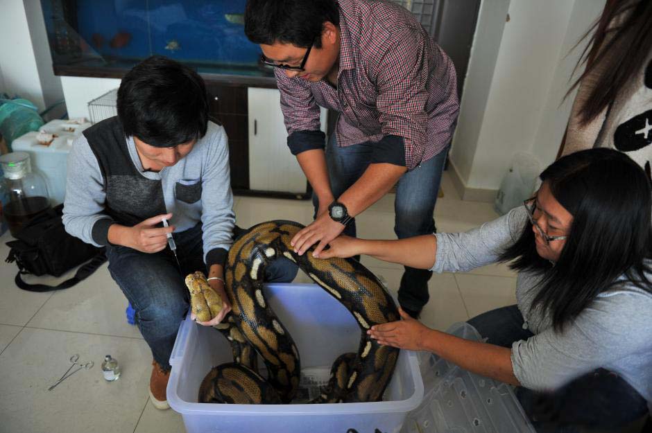 昆明男子养蛇成瘾在家饲养了25条蛇家里人称已对蛇免疫