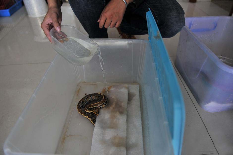 昆明男子养蛇成瘾在家饲养了25条蛇家里人称已对蛇免疫