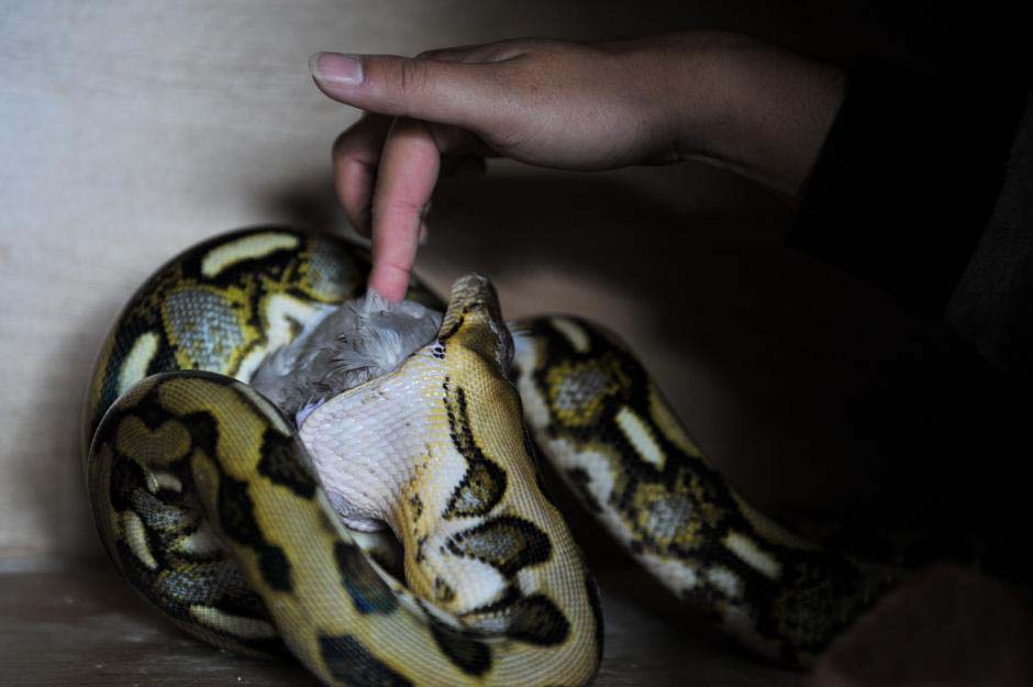 昆明男子养蛇成瘾在家饲养了25条蛇家里人称已对蛇免疫