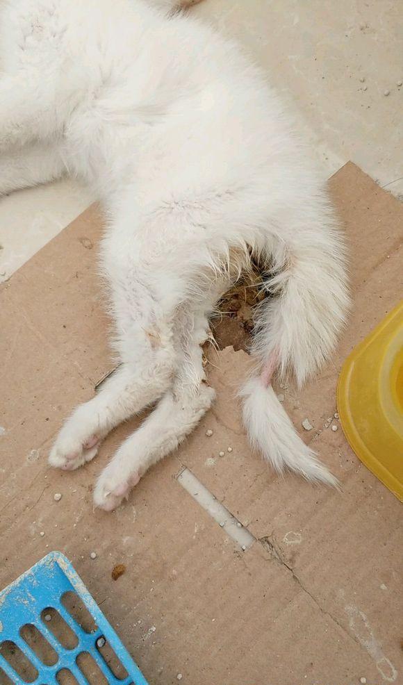 宠友不知道自己的猫咪到底是因为什么死亡的,于是把情况发在网上,求各