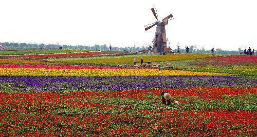 春天快到了,我们该去哪玩系列之合肥牛角大圩四季花海