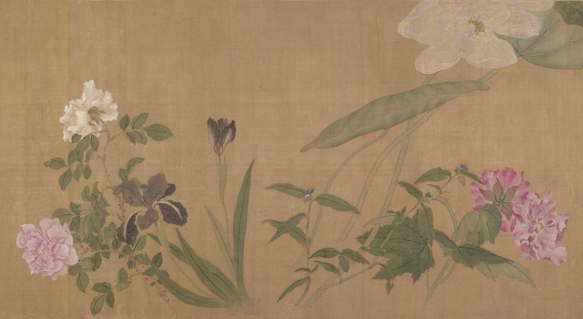 恽寿平 · 没骨画精品《百花图卷》美国大都会博物馆藏,高清大图