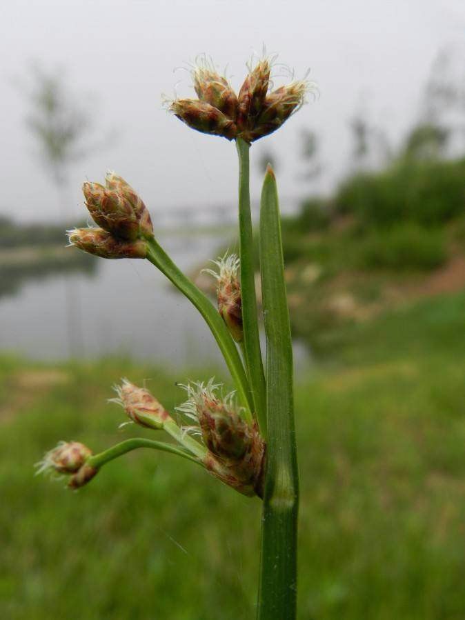 这种野草农民叫它光棍草家有小孩一定用得上