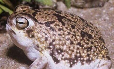 这种动物最好不要惹其生气,因为你会上瘾把它玩坏的