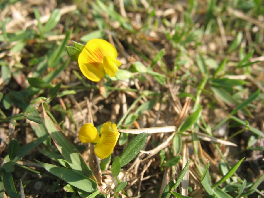 另外还有治咽喉炎的,直接将丁葵草