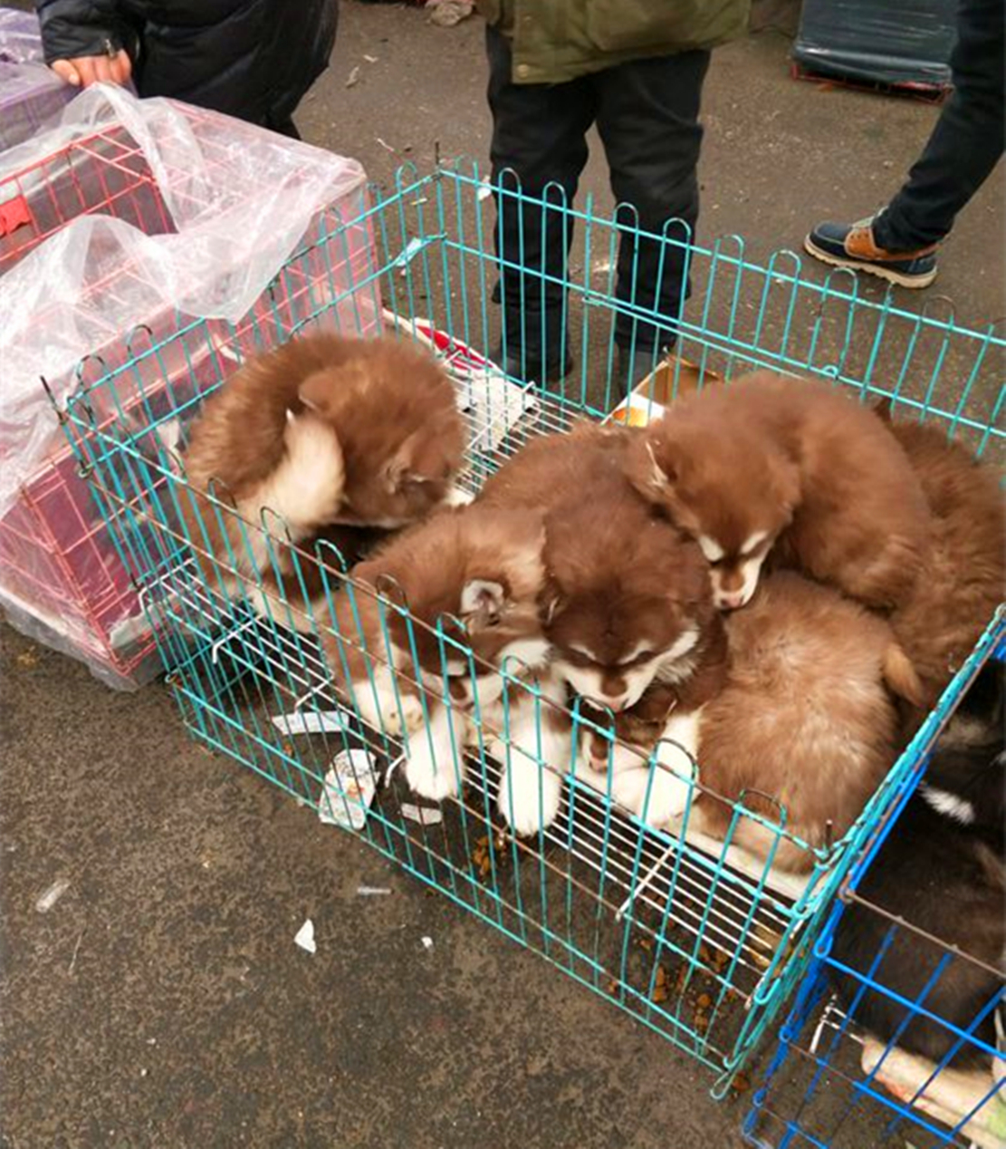 路边狗市卖狗,黑泰迪不停地向主人作揖,狗:主人别卖我