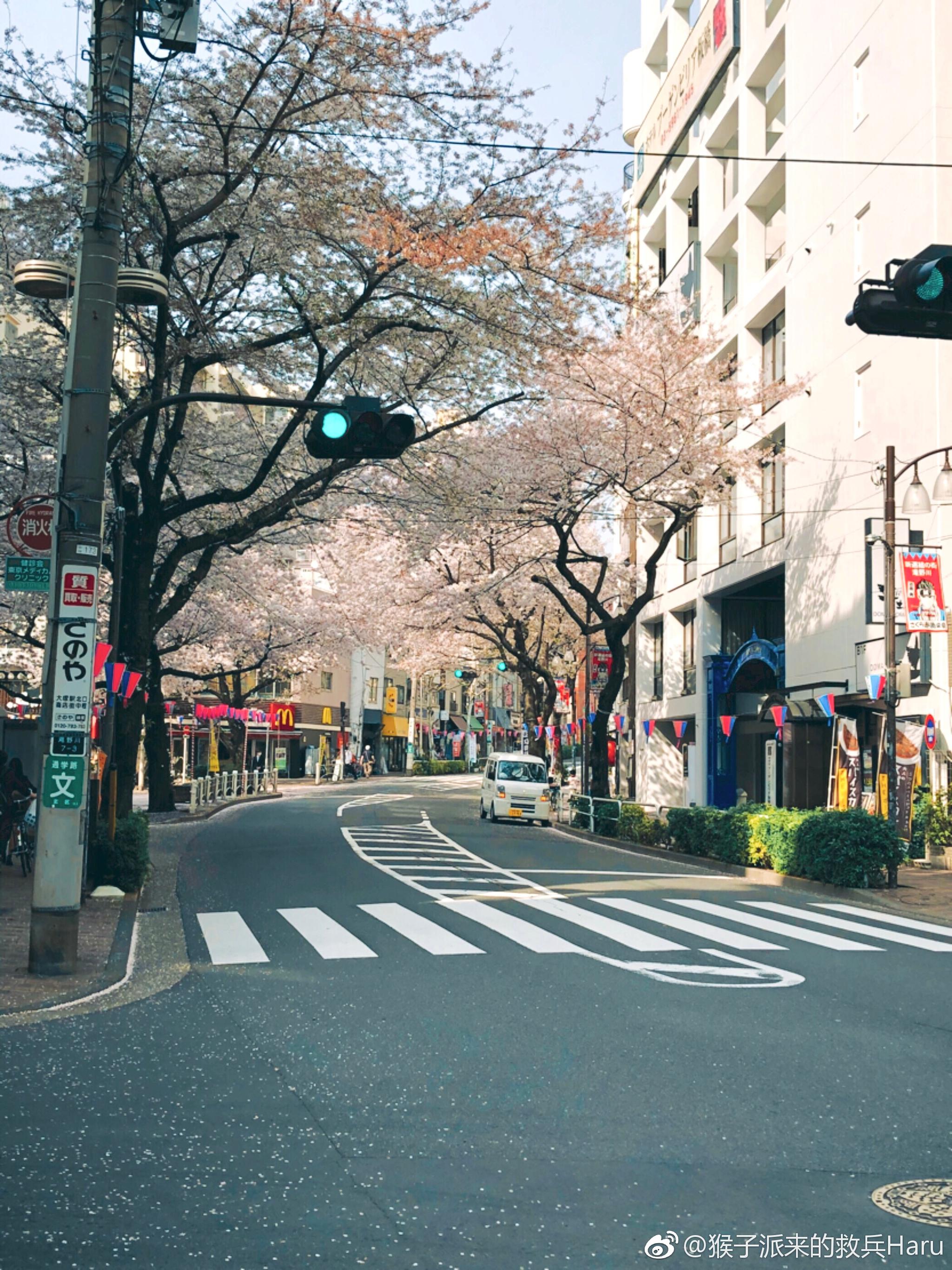 樱花的照片街道图片