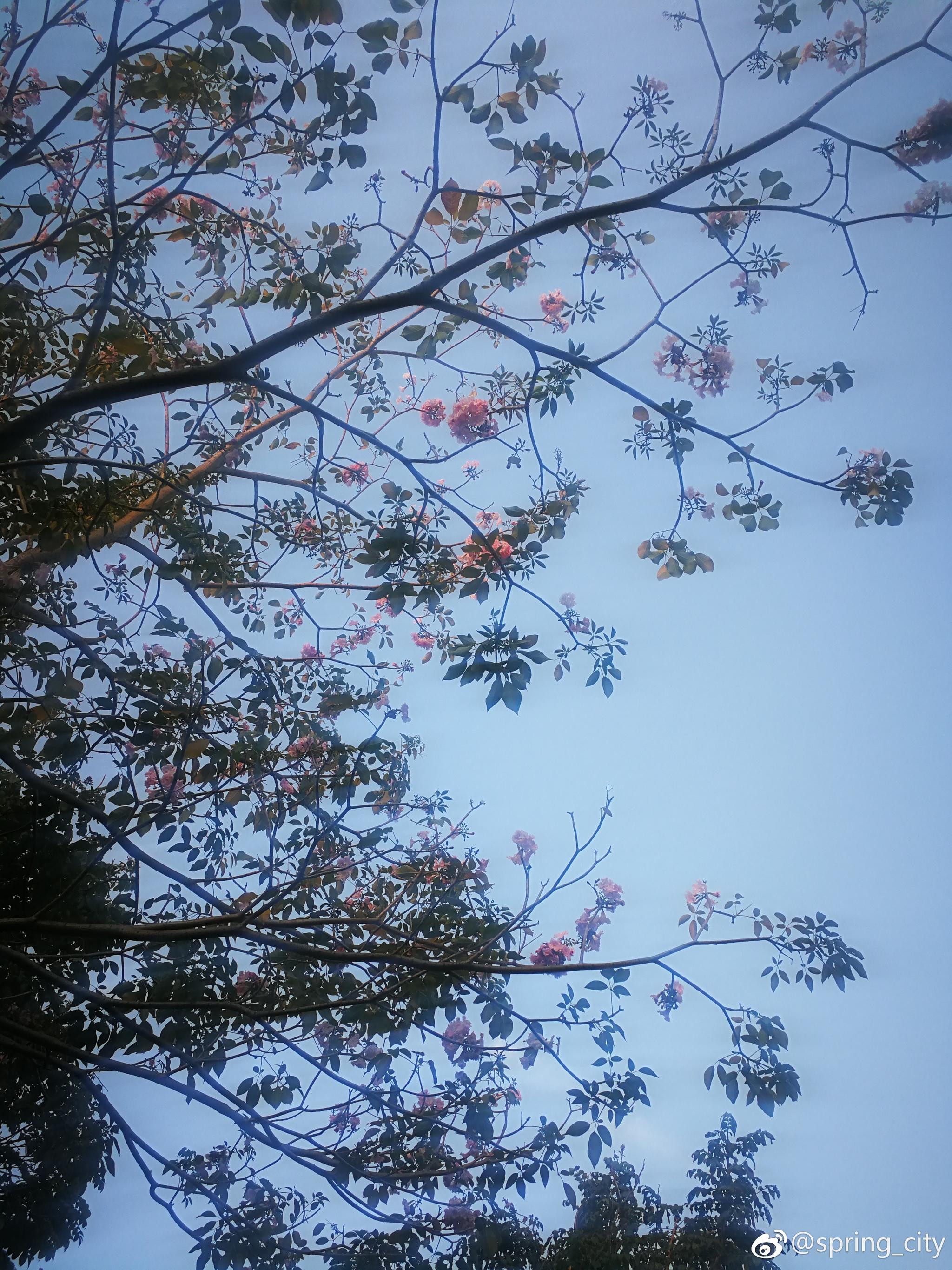 今又见粉色风铃木花,亭亭玉立于街头|黄钟|木花|风铃|紫葳|花风_新浪新闻