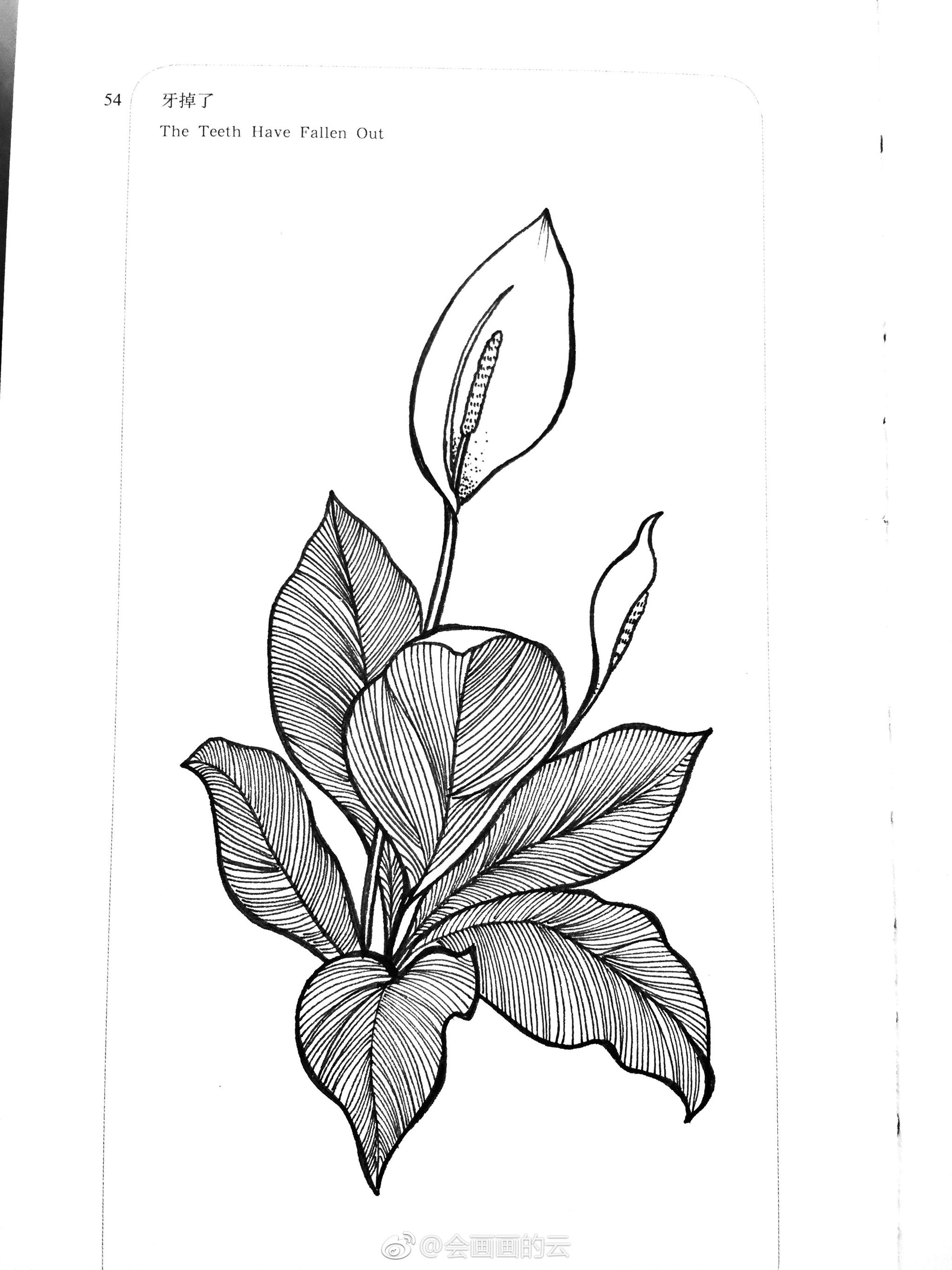 近期线条手绘小集作者