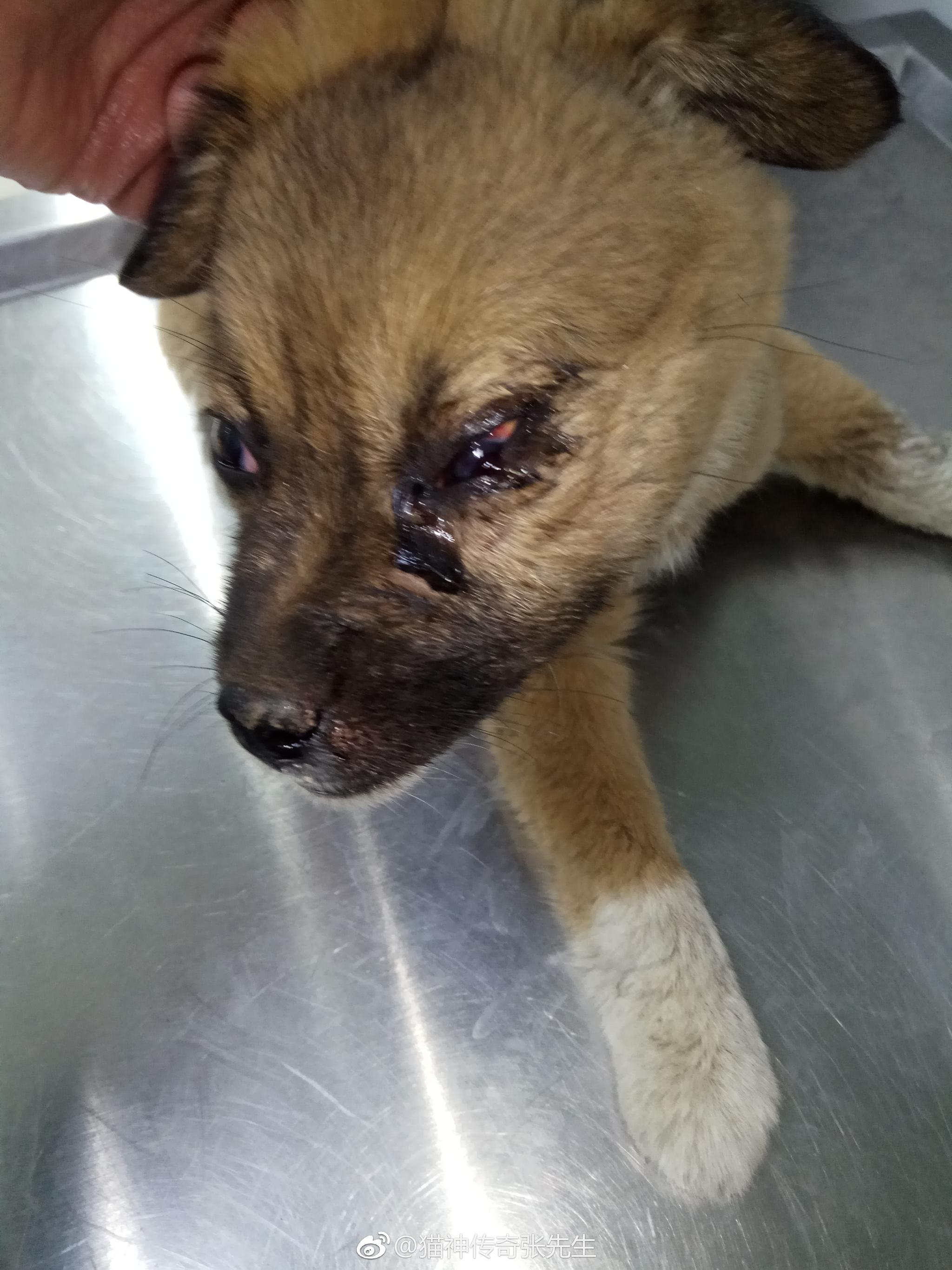 被车撞的小土狗体温正常,左眼球爆了,需要摘除,盆骨坏了