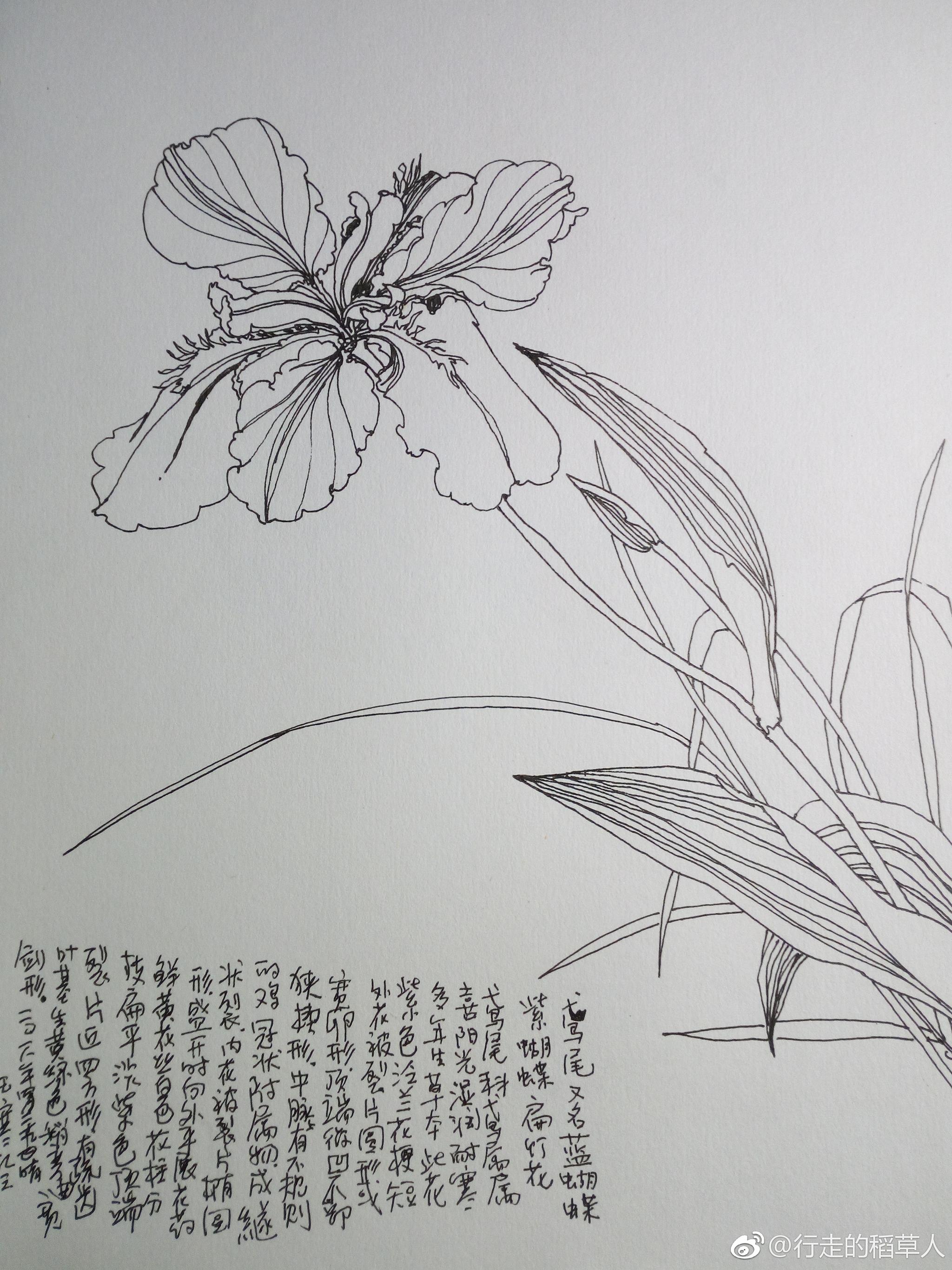 花苞如笔叶如剑,花开形似紫蝴蝶.