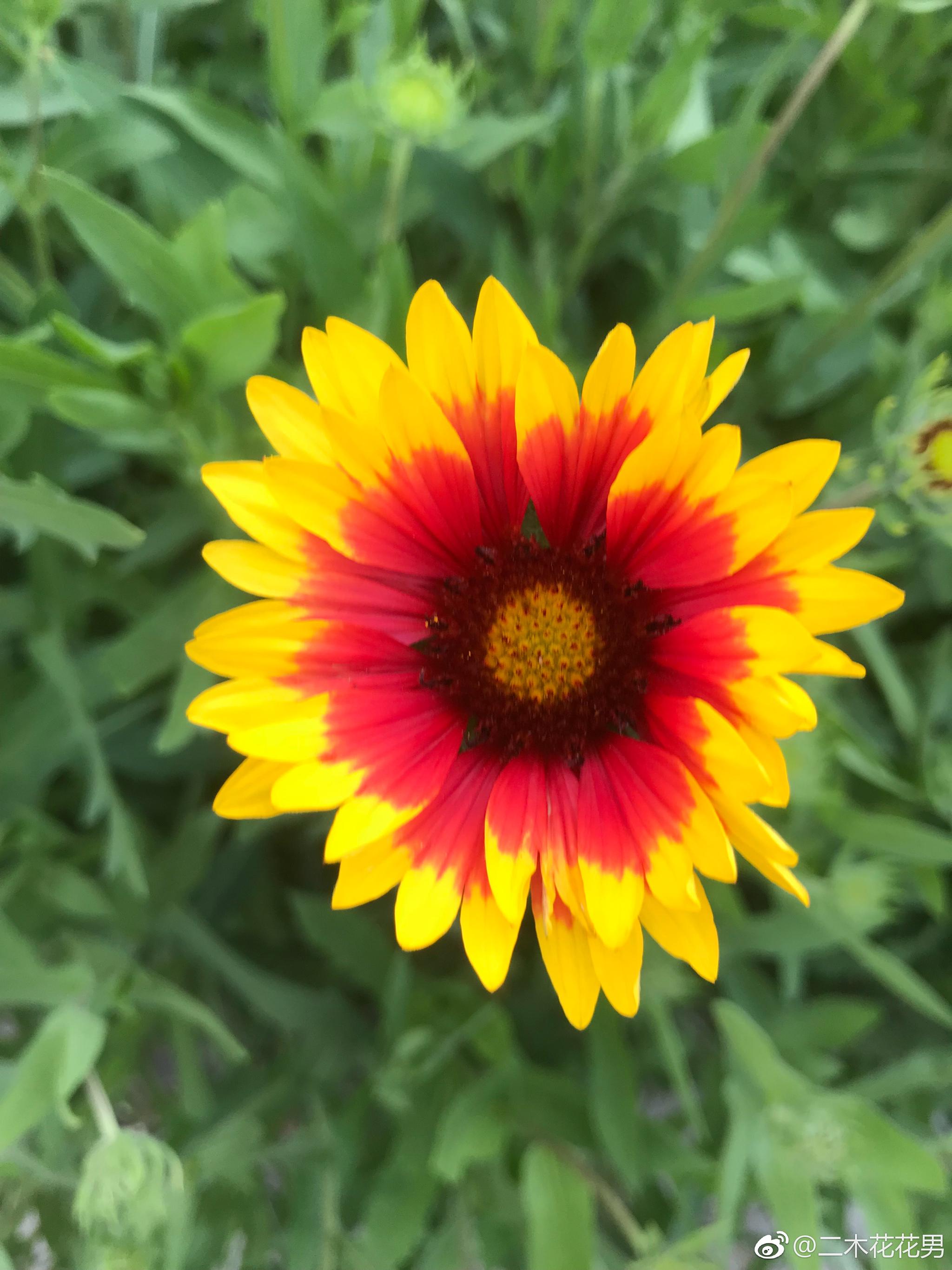 这么好看的小菊花竟然叫黑心菊.自播出来一半都缀化了