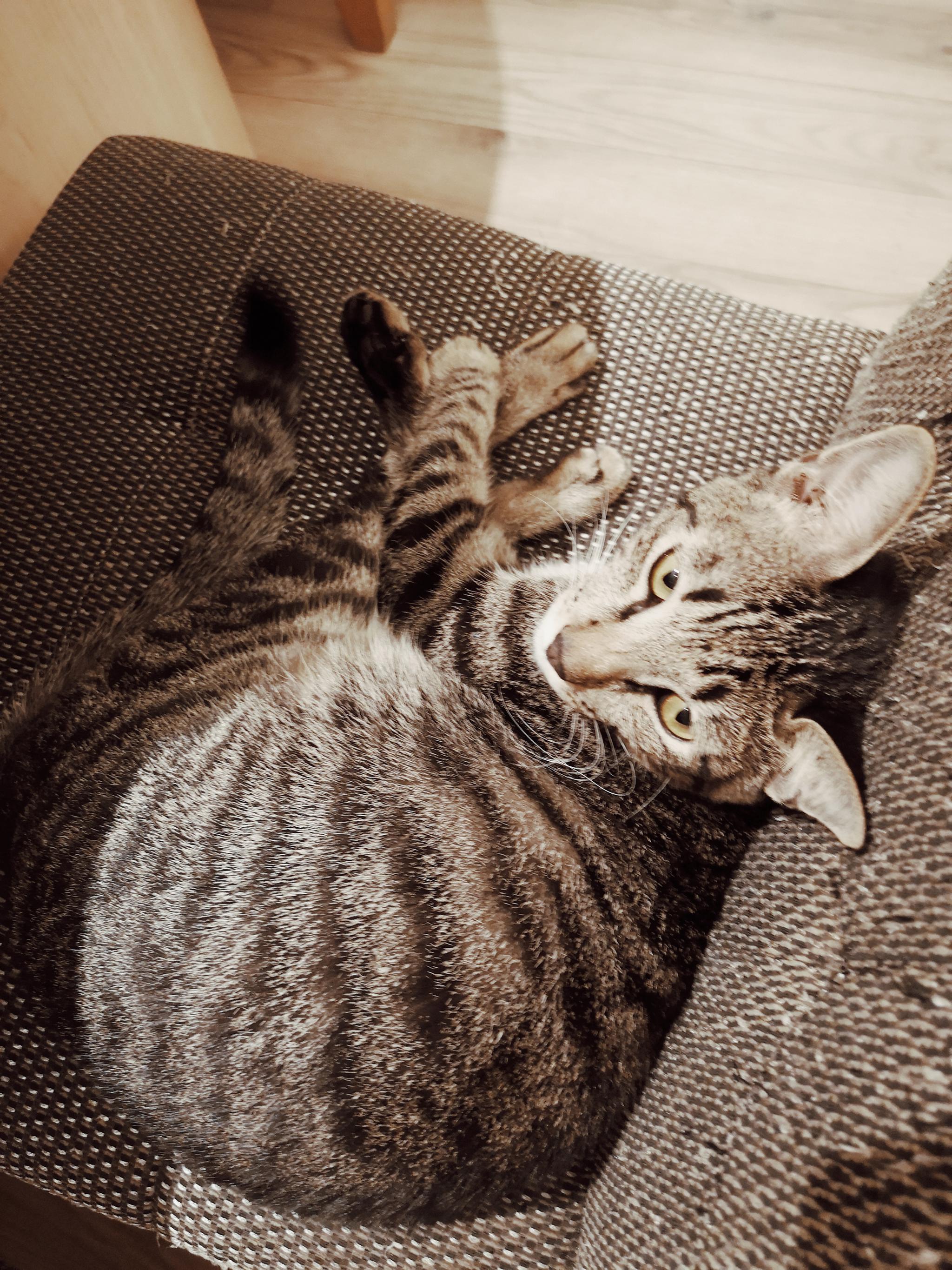 咖啡实验室里,猫的各种"躺姿"